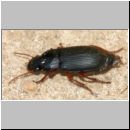 Harpalus rufipes - Laufkaefer w01a 12mm.jpg